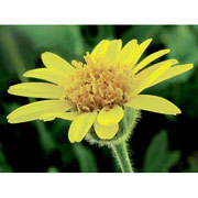 Arnica Dropper, 0.25 oz, Flower Essence Services