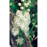 Black Cohosh Dropper, 0.25 oz, Flower Essence Services