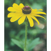 Black-Eyed Susan Dropper, 0.25 oz, Flower Essence Services