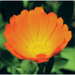 Calendula Dropper, 0.25 oz, Flower Essence Services