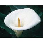 Calla Lily Dropper, 0.25 oz, Flower Essence Services