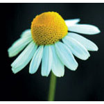 Chamomile Dropper, 0.25 oz, Flower Essence Services