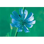 Chicory Dropper, 0.25 oz, Flower Essence Services