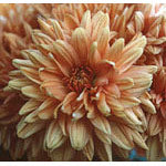 Chrysanthemum Dropper, 1 oz, Flower Essence Services