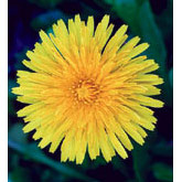 Dandelion Dropper, 0.25 oz, Flower Essence Services