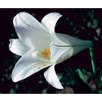 Easter Lily Dropper, 0.25 oz, Flower Essence Services