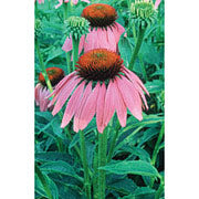 Echinacea Dropper, 0.25 oz, Flower Essence Services