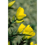 Gorse Dropper, 0.25 oz, Flower Essence Services