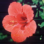 Hibiscus Dropper, 0.25 oz, Flower Essence Services