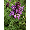 Hyssop Dropper, 1 oz, Flower Essence Services