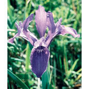 Iris Dropper, 1 oz, Flower Essence Services