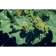 Lady's Mantle (Alchemilla) Dropper, 1 oz, Flower Essence Services