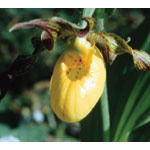 Lady's Slipper Dropper, 1 oz, Flower Essence Services