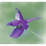 Larkspur Dropper, 0.25 oz, Flower Essence Services