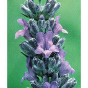 Lavender Dropper, 0.25 oz, Flower Essence Services