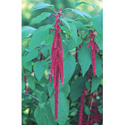 Love-Lies-Bleeding Dropper, 0.25 oz, Flower Essence Services