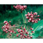 Milkweed Dropper, 1 oz, Flower Essence Services