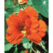 Nasturtium Dropper, 0.25 oz, Flower Essence Services