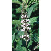 Peppermint Dropper, 0.25 oz, Flower Essence Services