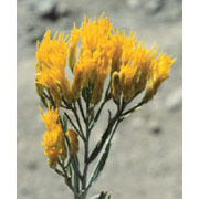 Rabbitbrush Dropper, 0.25 oz, Flower Essence Services