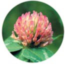 Red Clover Dropper, 0.25 oz, Flower Essence Services