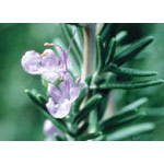 Rosemary Dropper, 0.25 oz, Flower Essence Services