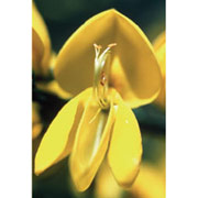 Scotch Broom Dropper, 0.25 oz, Flower Essence Services