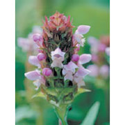 Self-Heal Dropper, 0.25 oz, Flower Essence Services