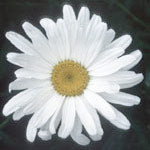 Shasta Daisy Dropper, 0.25 oz, Flower Essence Services