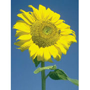 Sunflower Dropper, 0.25 oz, Flower Essence Services