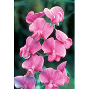 Sweet Pea Dropper, 0.25 oz, Flower Essence Services