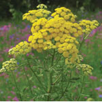 Tansy Dropper, 0.25 oz, Flower Essence Services