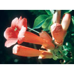 Trumpet Vine Dropper, 0.25 oz, Flower Essence Services