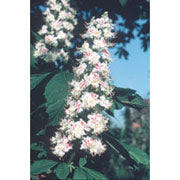 White Chestnut Dropper, 1 oz, Flower Essence Services