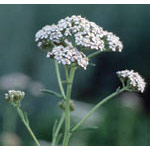 Yarrow Dropper, 0.25 oz, Flower Essence Services