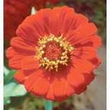 Zinnia Dropper, 0.25 oz, Flower Essence Services