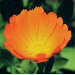 Calendula Dropper, 1 oz, Flower Essence Services