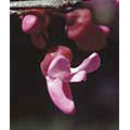 Redbud Dropper, 0.25 oz, Flower Essence Services